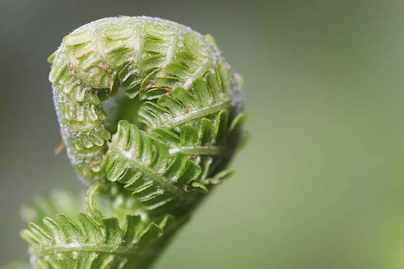 Green living tips